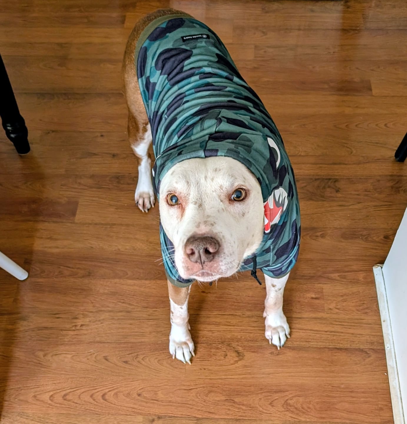 Customer photo review of Shark Monster Dog Hoodie - Green Camo