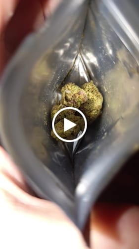 Customer video review of Cartel Cola THCA Flower