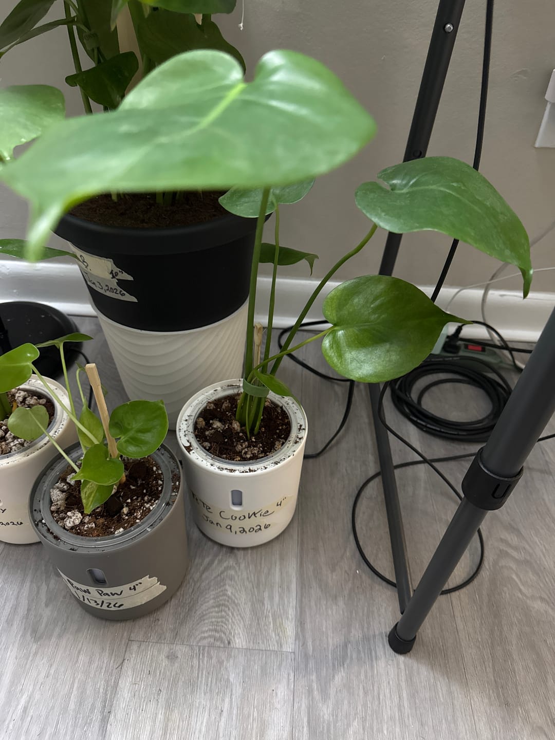 Customer photo review of Monstera Deliciousa Live Indoor Plant, Easy Care Low Light Houseplant, Air Purifier Monstera Gift Plant Mother's Day Pet Friendly Plant