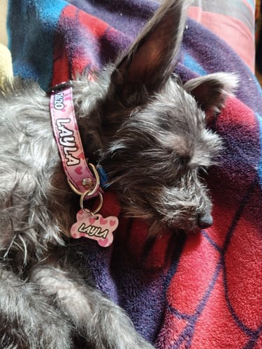 Customer photo review of Collar personalizado para Mascota: Corazones