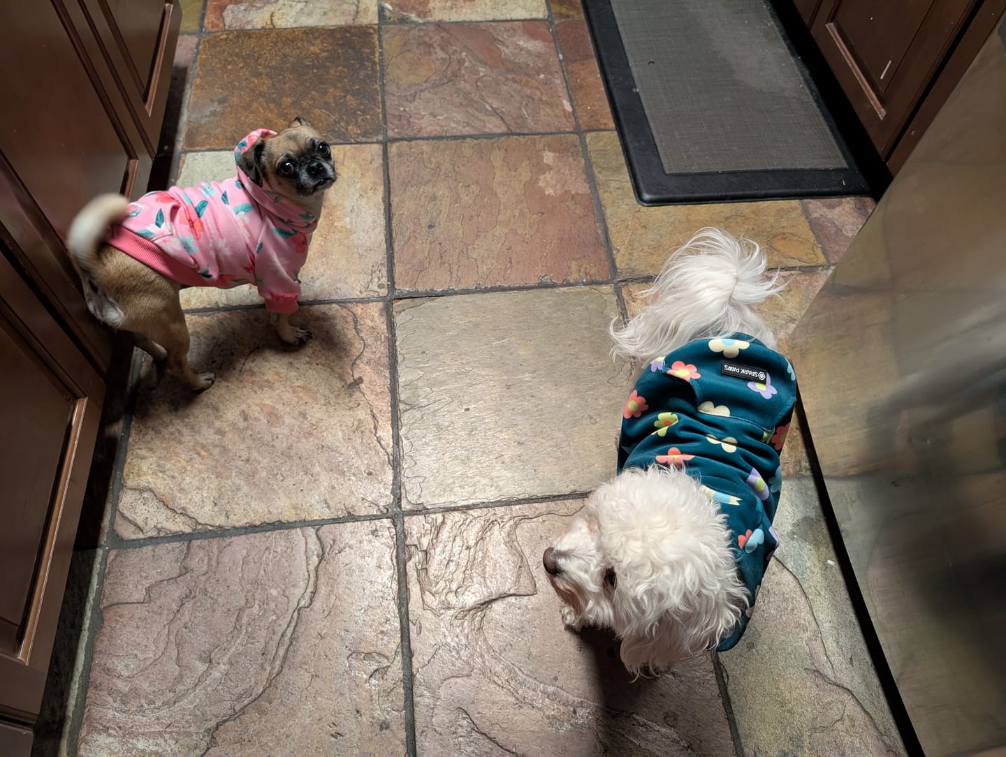 Customer photo review of Daisy Dog Hoodie - Green