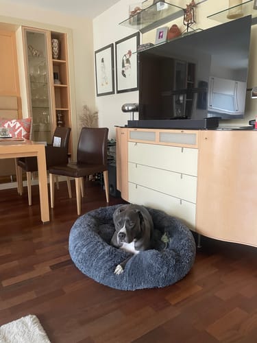 Customer photo review of Puppery Hundebett Wolke 7 - Das Original