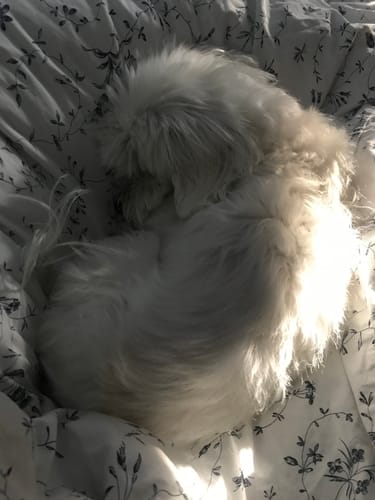 Kundenrezension: Ein kleiner Hund schläft entspannt auf einem Bett, ein Ergebnis von Relax Time.