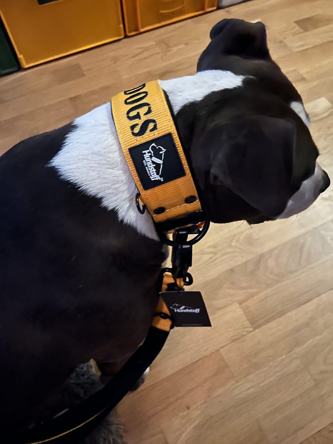 Customer photo review of Hundhalsband med namn