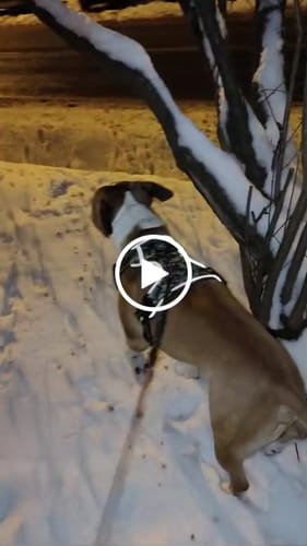 Customer video review of Comfort Premium Harness | Non Restrictive - Lightning