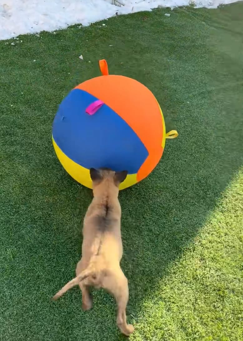 Customer photo review of Calming Jumbo Ball