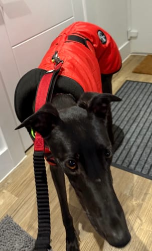 Customer photo review of Vetra - Warm Sighthound Coat with Zip Harness Hole
