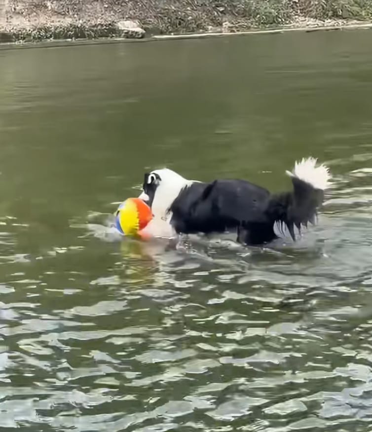 Customer photo review of Calming Jumbo Ball