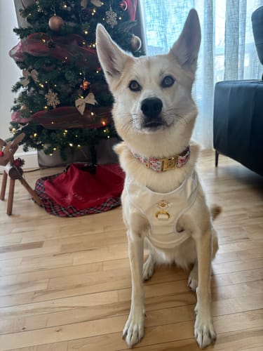 Customer photo review of Mystery Box - Dog