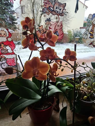 Ein Kunde zeigt seine blühende Dame Etna Orchidee mit orangefarbenen Blüten in einem Topf auf einer Fensterbank.