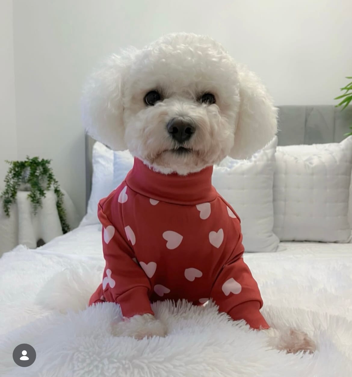 Customer photo review of Dog Pajama - Red Hearts