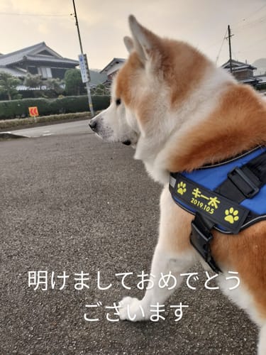 Customer photo review of FunFunPet 高機能ハーネス（お名前タグ作成サービス付き）