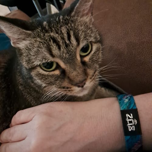 Customer wearing the blue patterned Progress Not Perfection Interactive Bracelet on their wrist while resting their arm next to a cat.