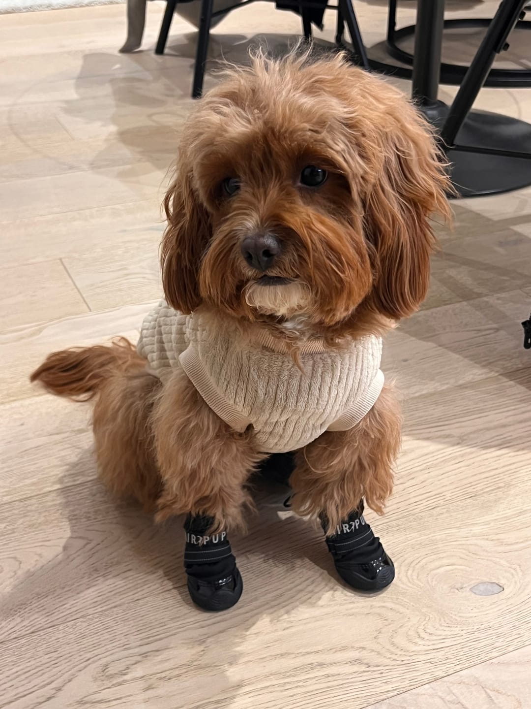 Customer photo review of AIR PUP DOG BOOTS - SET OF 4