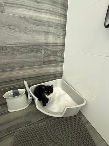 Customer photo review of 3 Month Supply - 1 Cat