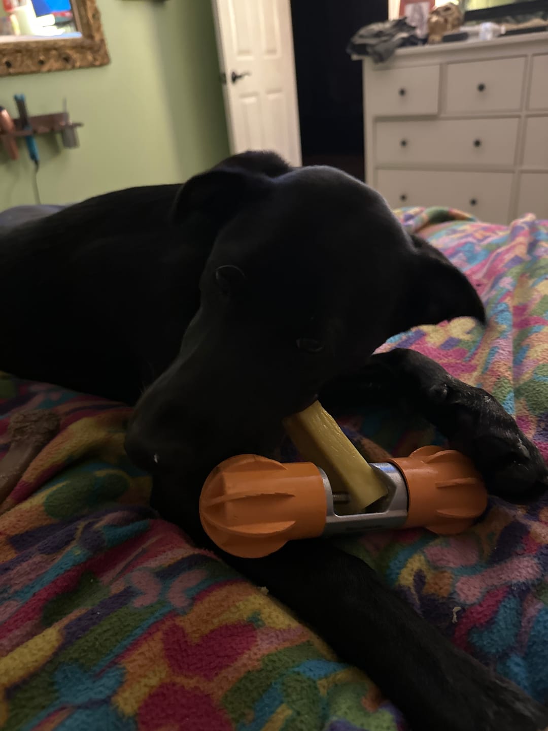Customer photo review of Safe Dog Chew Holder