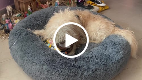 Customer video review of Cama Antiestrés para Perros