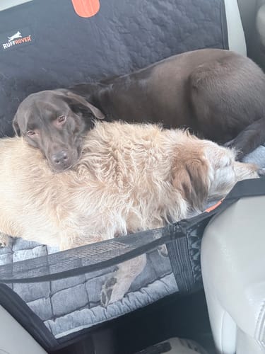 Customer photo review of RuffRover 2.0™ - Hard Bottom Dog Car Seat Protector
