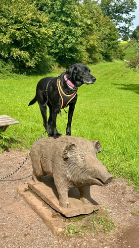Der schwarze Hund eines Kunden, der Lucky Belly nimmt, steht draußen auf einer hölzernen Wildschweinstatue.
