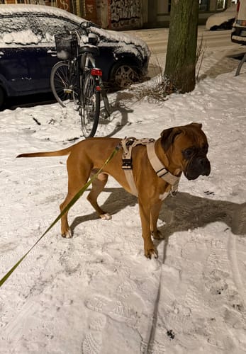 Customer photo review of Easy Walk Extreme Beige - Sele med snabbspänne