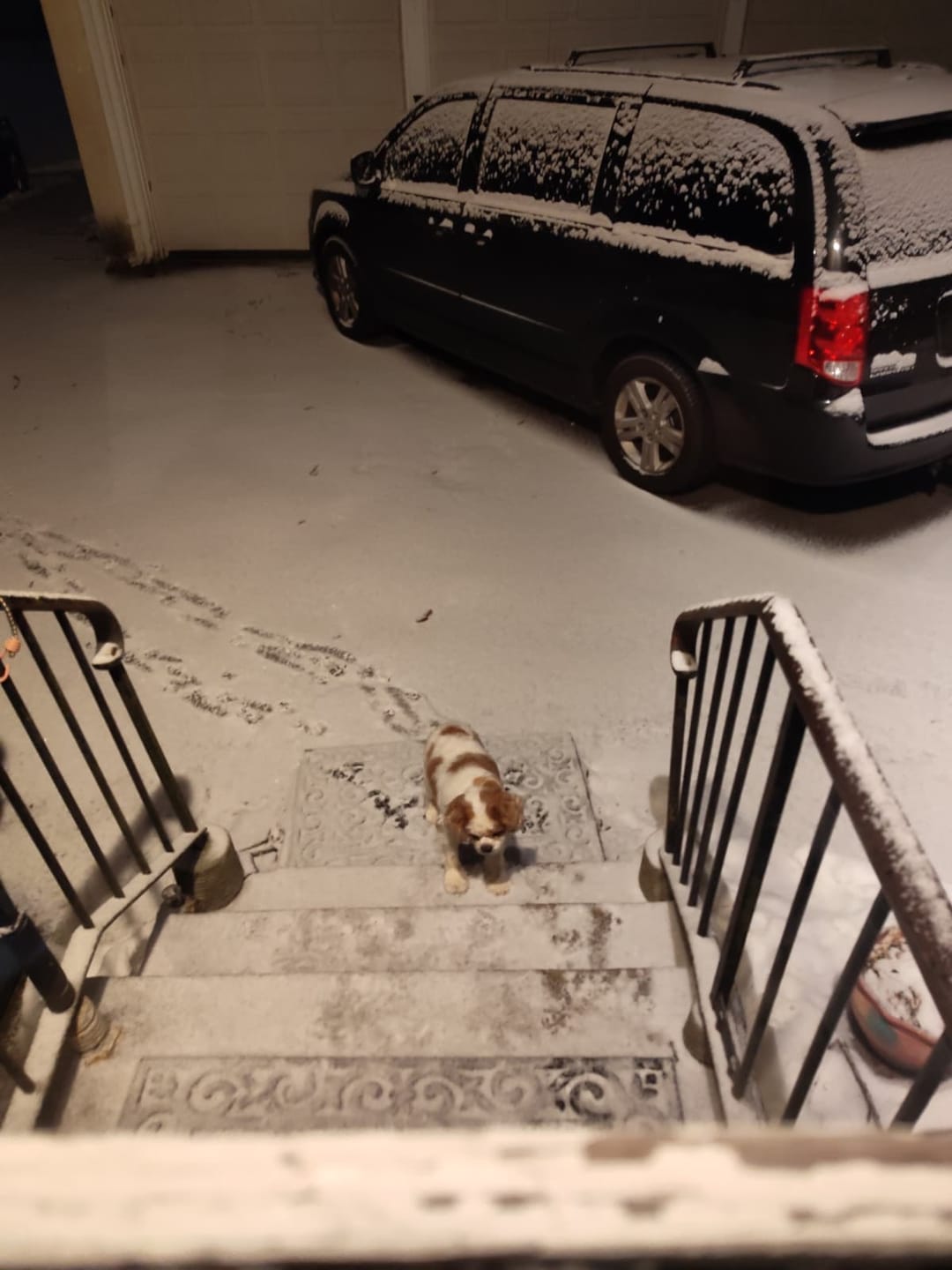 Customer photo review of Daily Support CBD Oil for Pets Over 20lbs