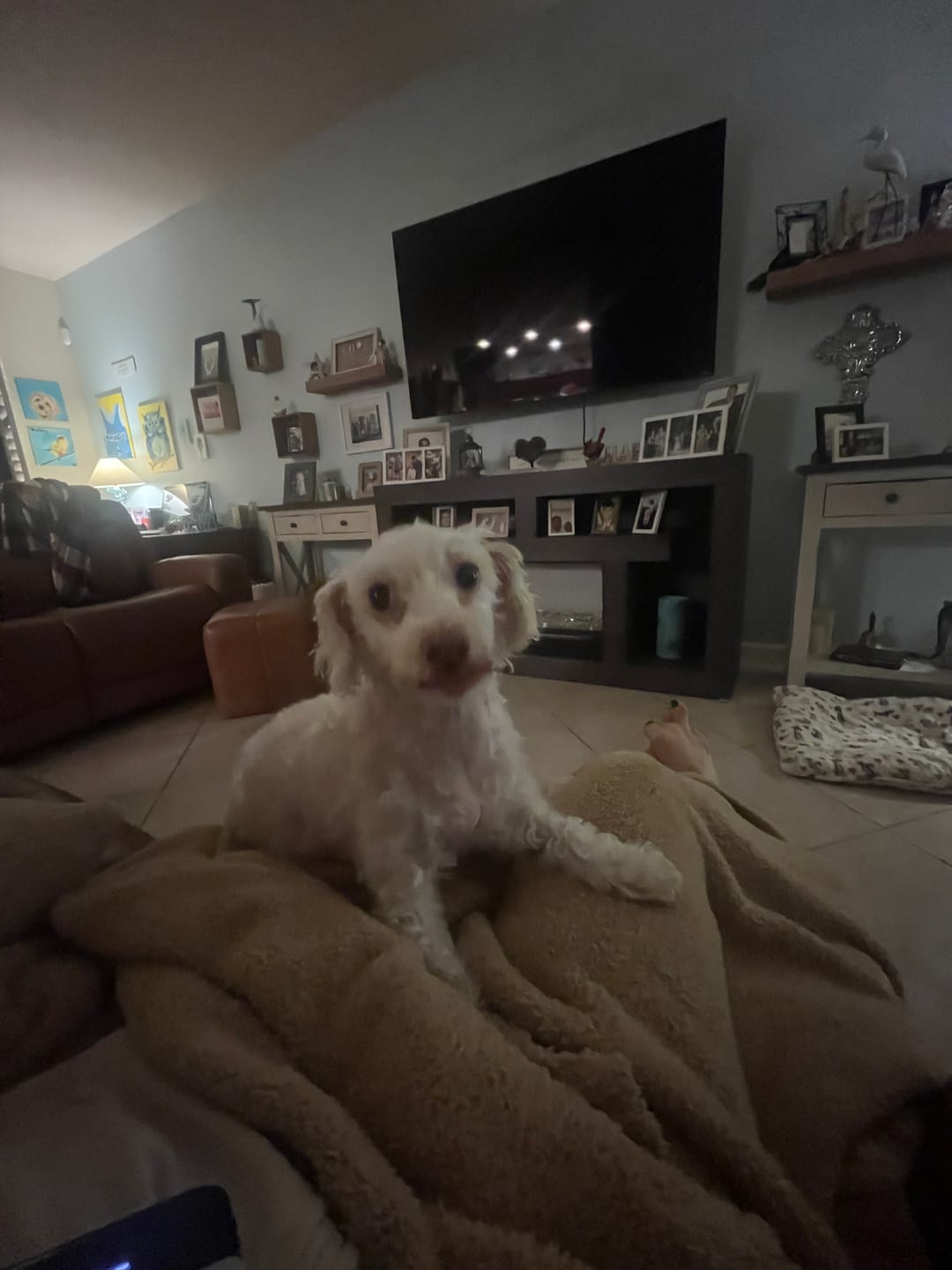 Customer photo review of furMe Grooming Vacuum Tool Replacements