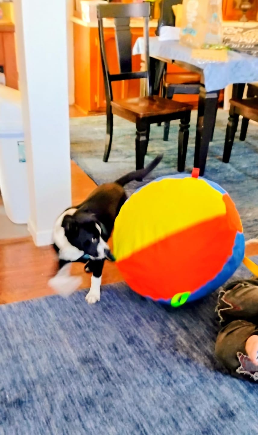 Customer photo review of Calming Jumbo Ball