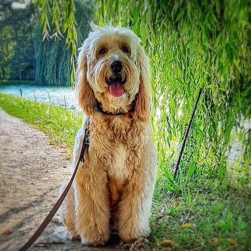 Kundenrezension: Ein flauschiger, hellbrauner Hund sitzt glücklich auf einem Weg, während er Scratch Less verwendet.