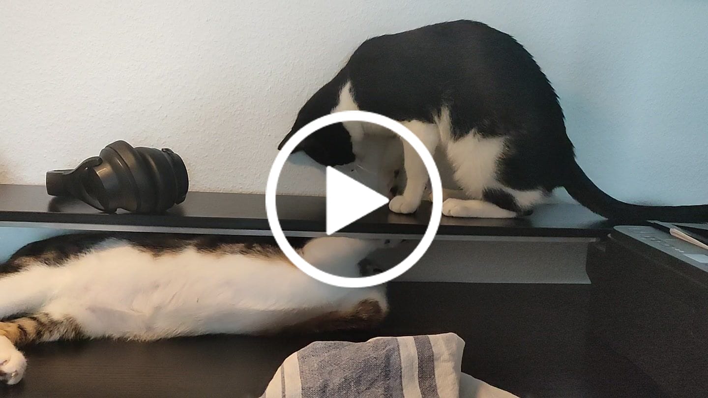 Customer video review of Lungenwurmtest Katze