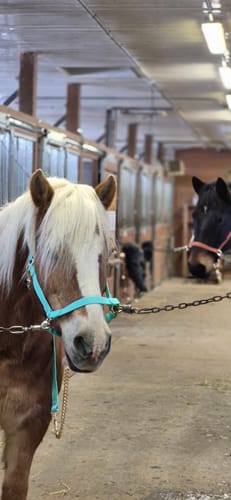 Customer photo review of Mystery Box - Halter & Lead - Preorder