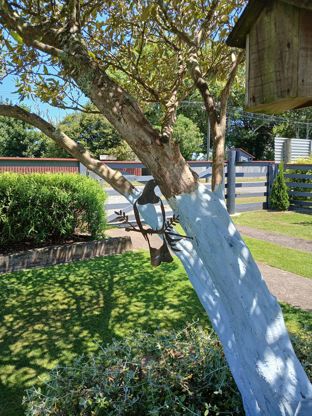 Customer photo review of Kererū / Wood Pigeon