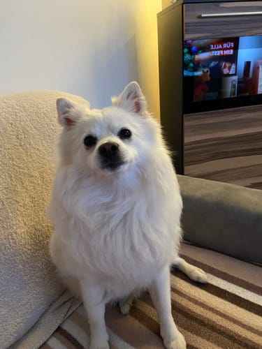 Ein kleiner, weißer Hund eines Kunden sitzt auf einem Sofa im Zusammenhang mit einer Bewertung für den Wurmtest Basic Hund.