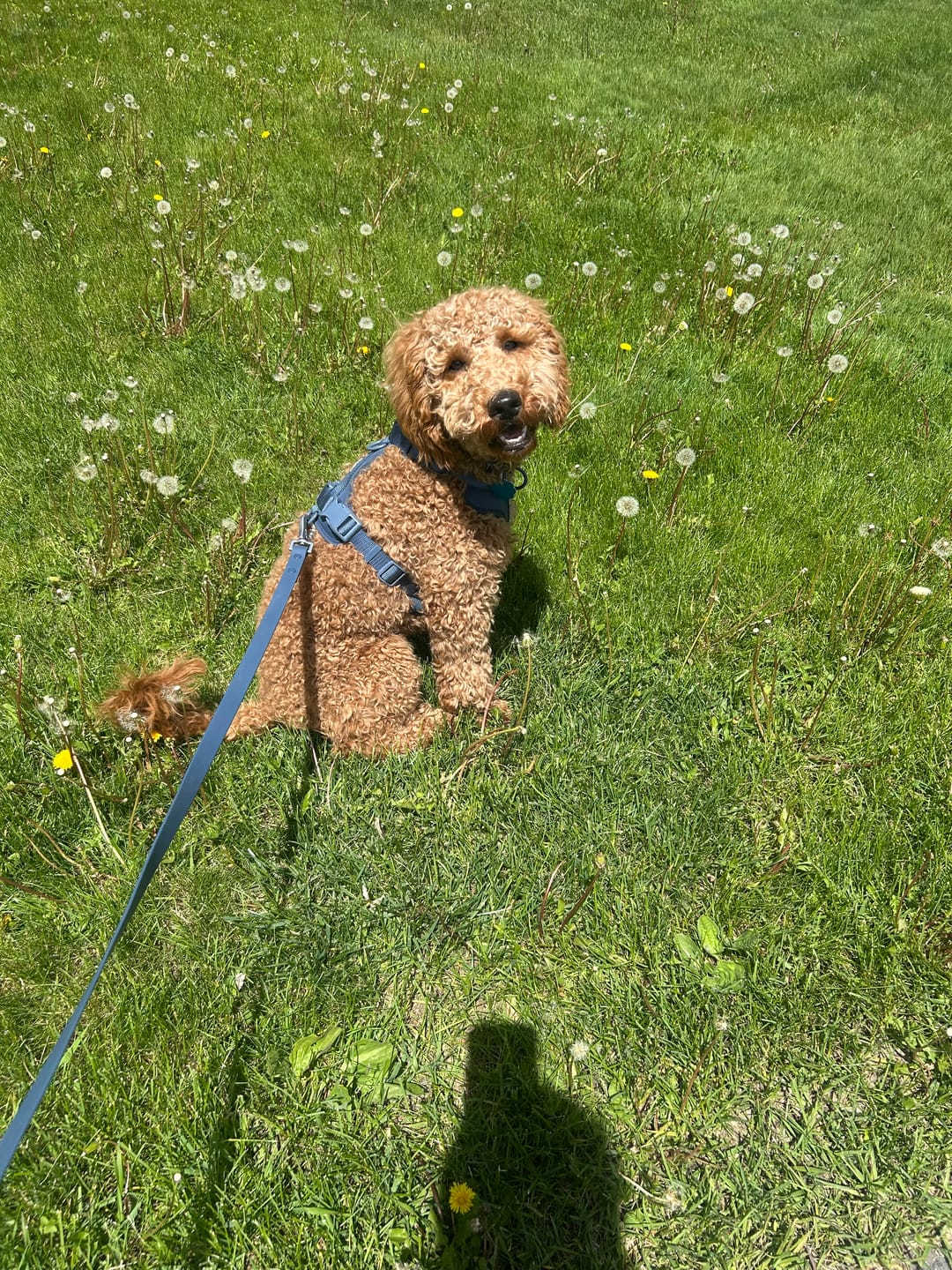 Customer photo review of Solace Adjustable Dog Harness