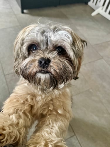 Ein Kunde zeigt ein Nahaufnahme-Foto seines kleinen, flauschigen Hundes für eine Bewertung des Produkts Präbiotika.