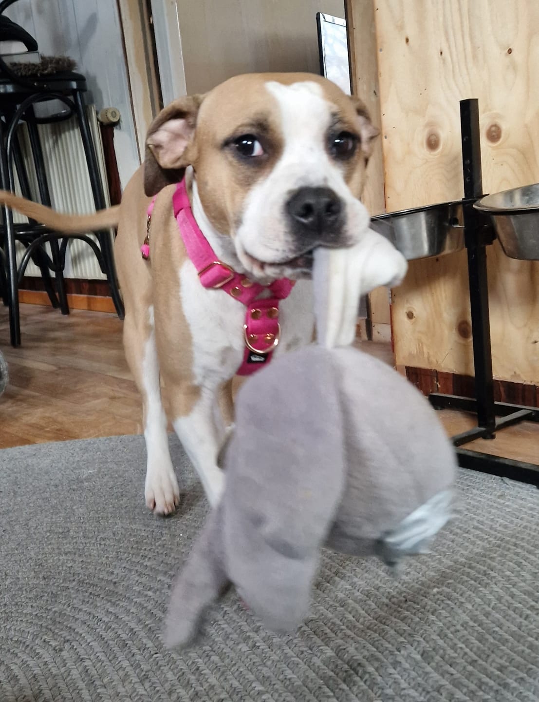 Customer photo review of Walk Leash Rose Edition Rosa - Säkert nylonkoppel i olika längder