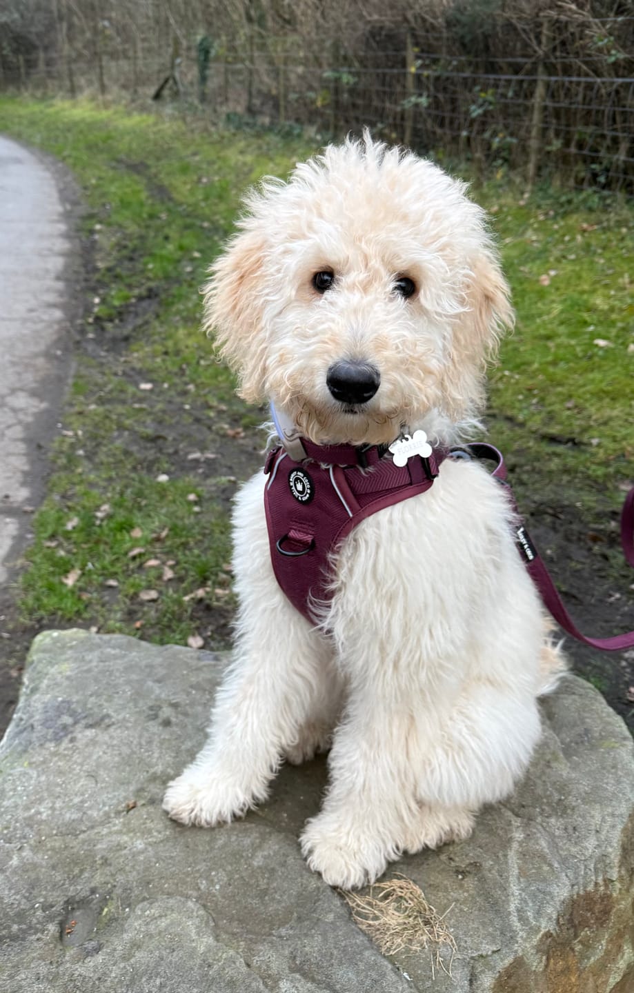 Customer photo review of Trail & Glow® Dog Harness - Mulberry Tweed