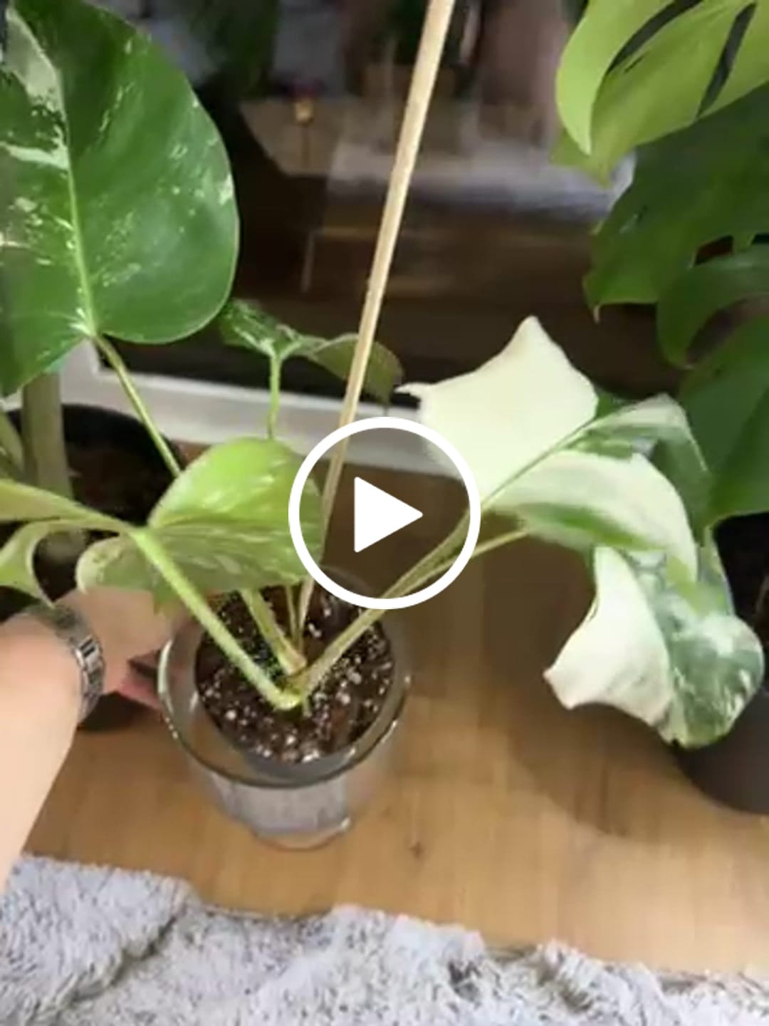 Customer video review of MONSTERA THAI CONSTELLATION