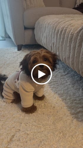 Customer video review of Hazelnut | The Capsule Fleece Bodysuit