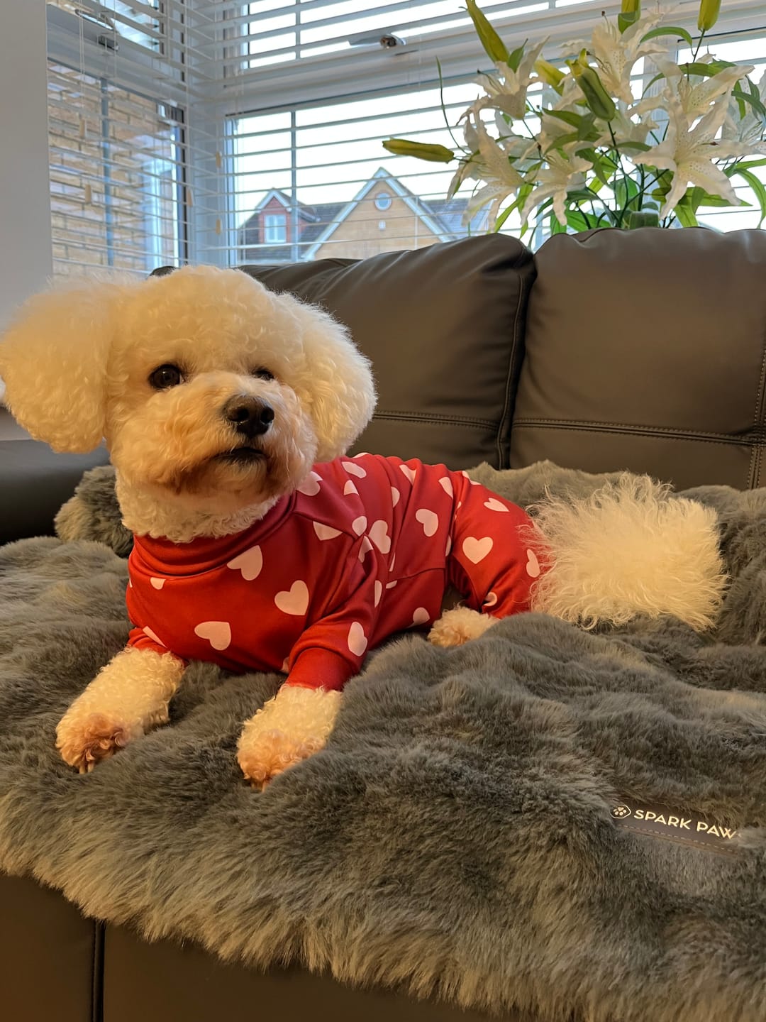 Customer photo review of Calming Fluffy Couch Cover Dog Bed - Grey