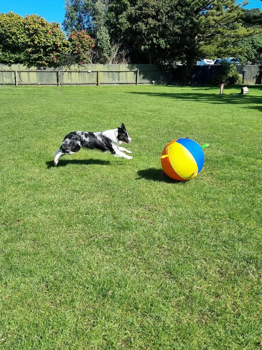 Customer photo review of Calming Jumbo Ball
