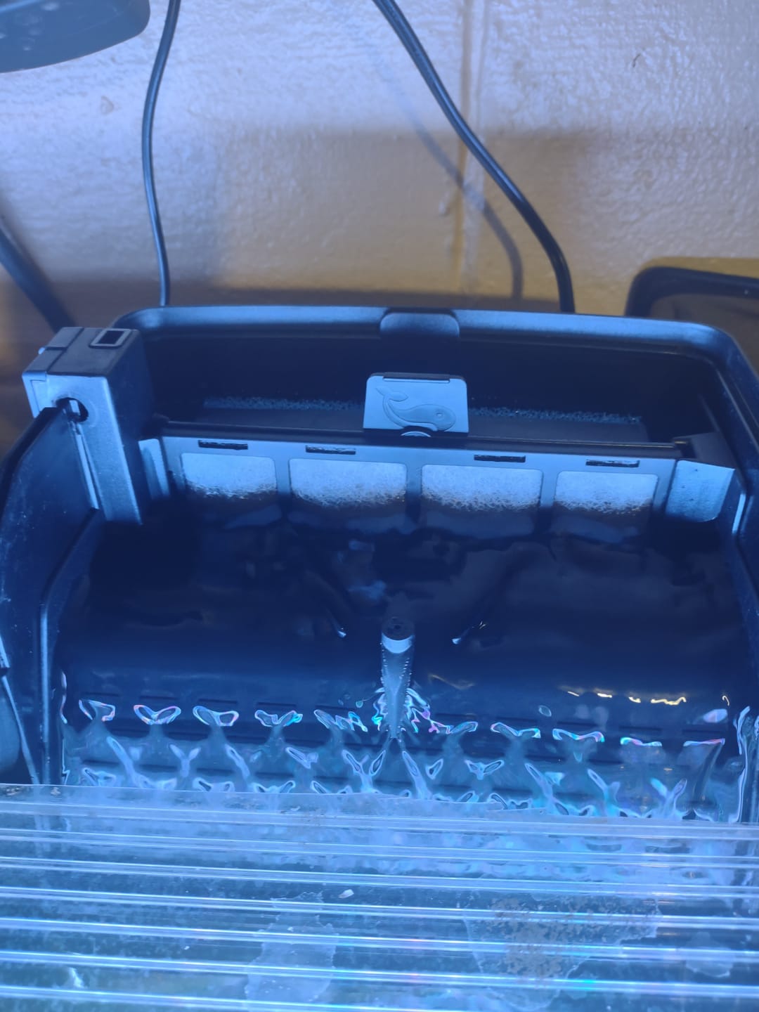 Customer photo review of Aqua Filtra By Sicce