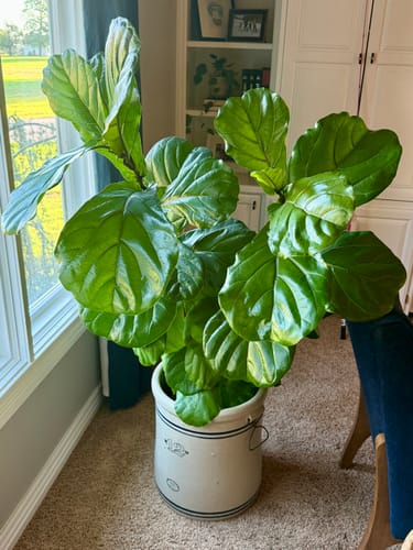 Customer's large, healthy fiddle-leaf fig plant with vibrant leaves, demonstrating the results of the Plant Food.