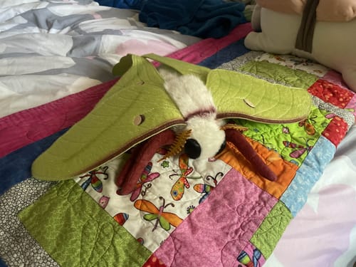 Customer photo review of Indian Moon Moth Plush – Soft, Lifelike, and Perfect for Nature Enthusiasts