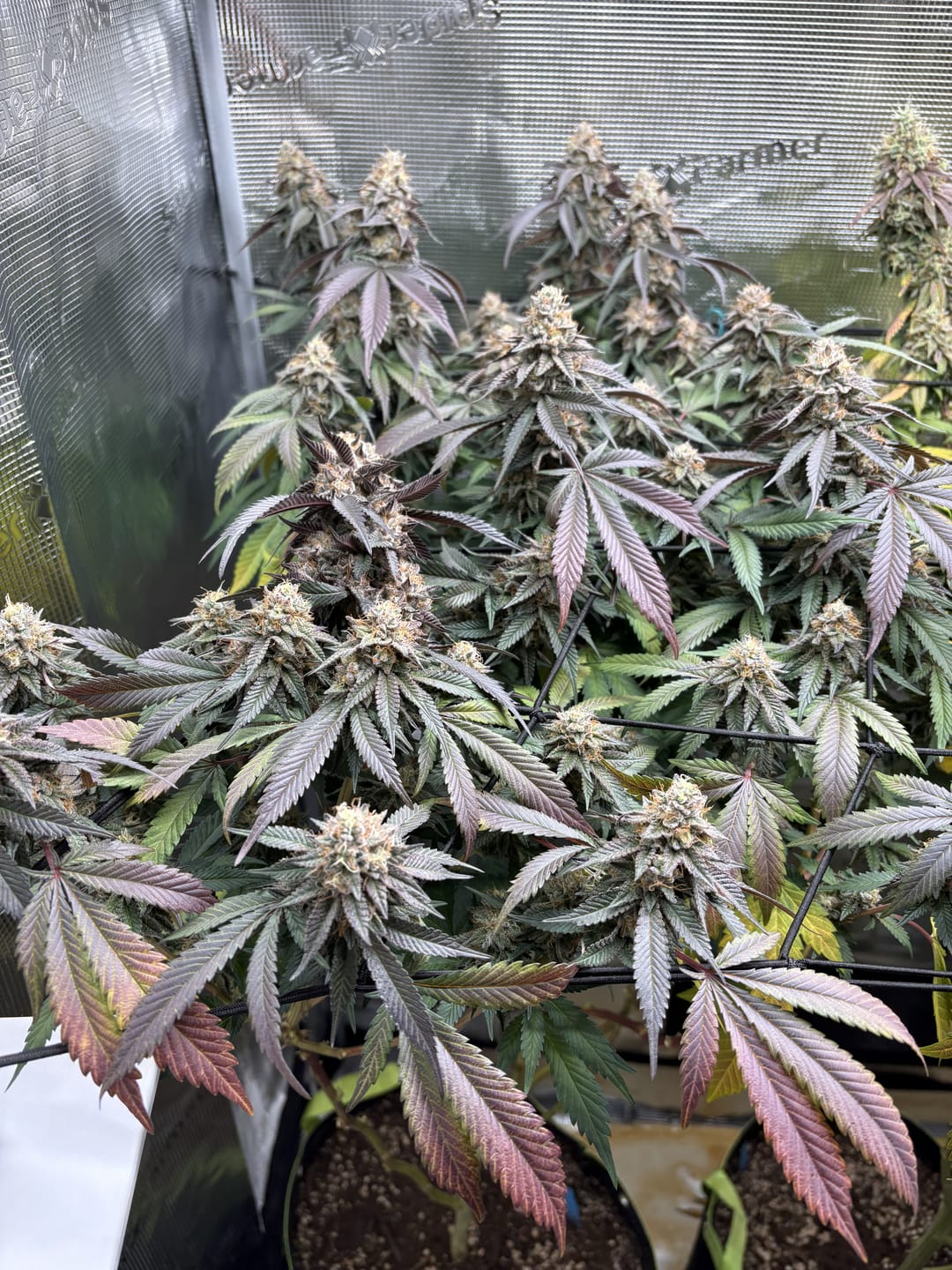 Customer photo review of Hanfstecklinge | Future Island