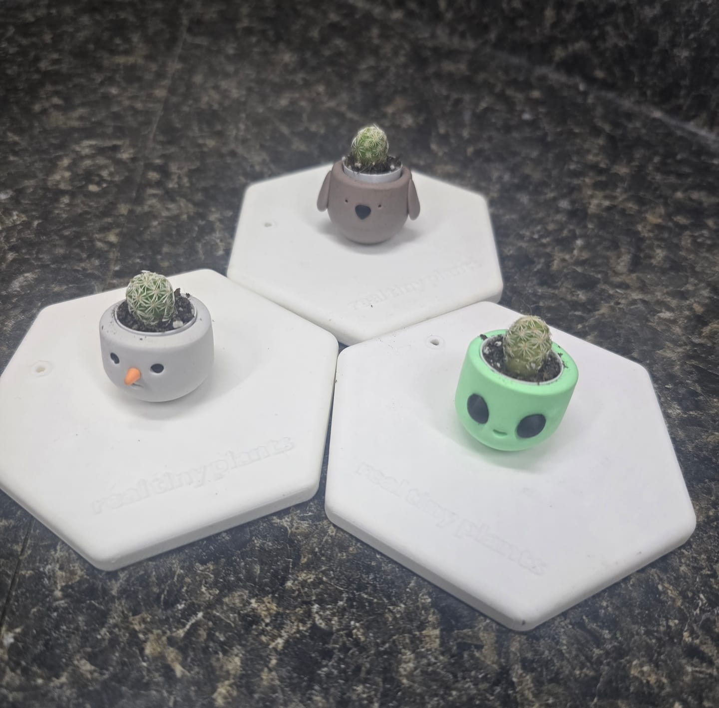Customer photo review of Thimble Cactus