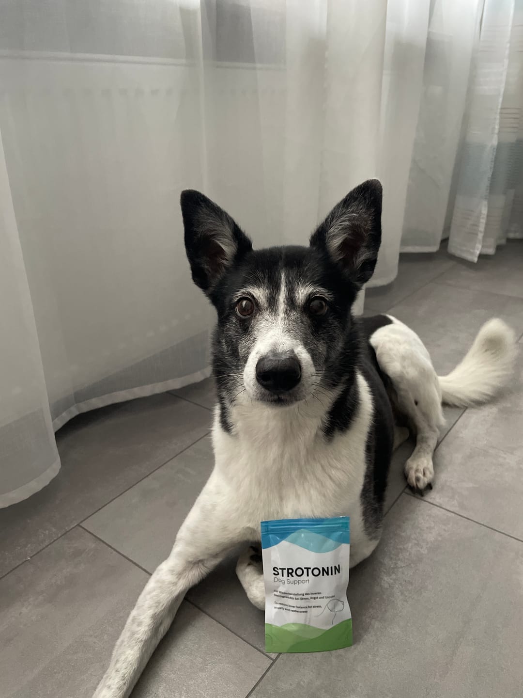 Customer photo review of Strotonin Dog Support