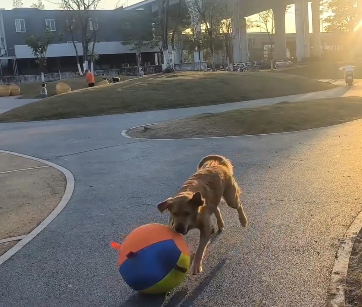 Customer photo review of Calming Jumbo Ball