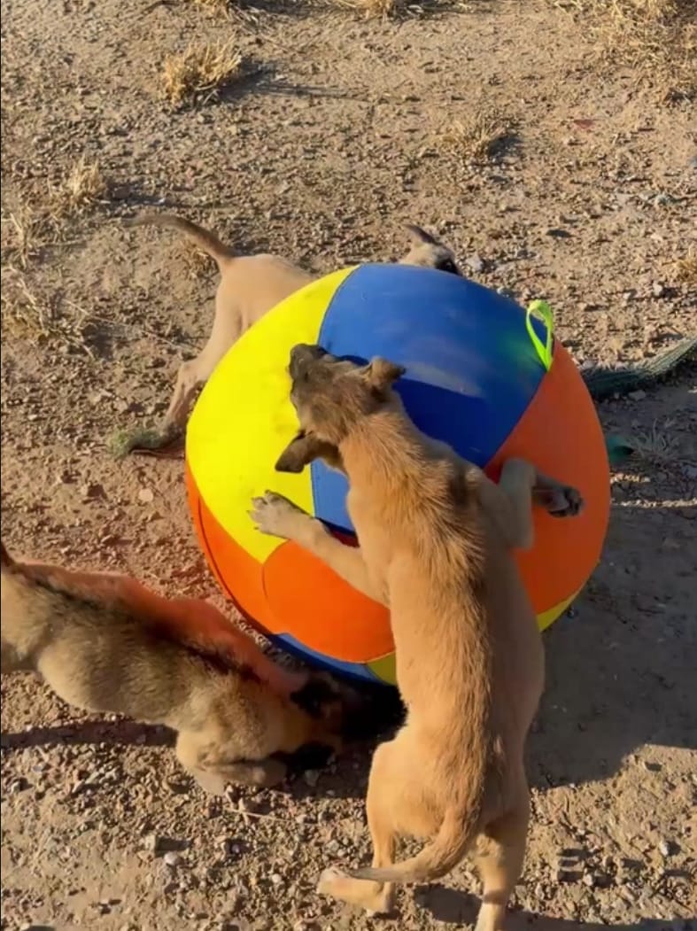 Customer photo review of Calming Jumbo Ball