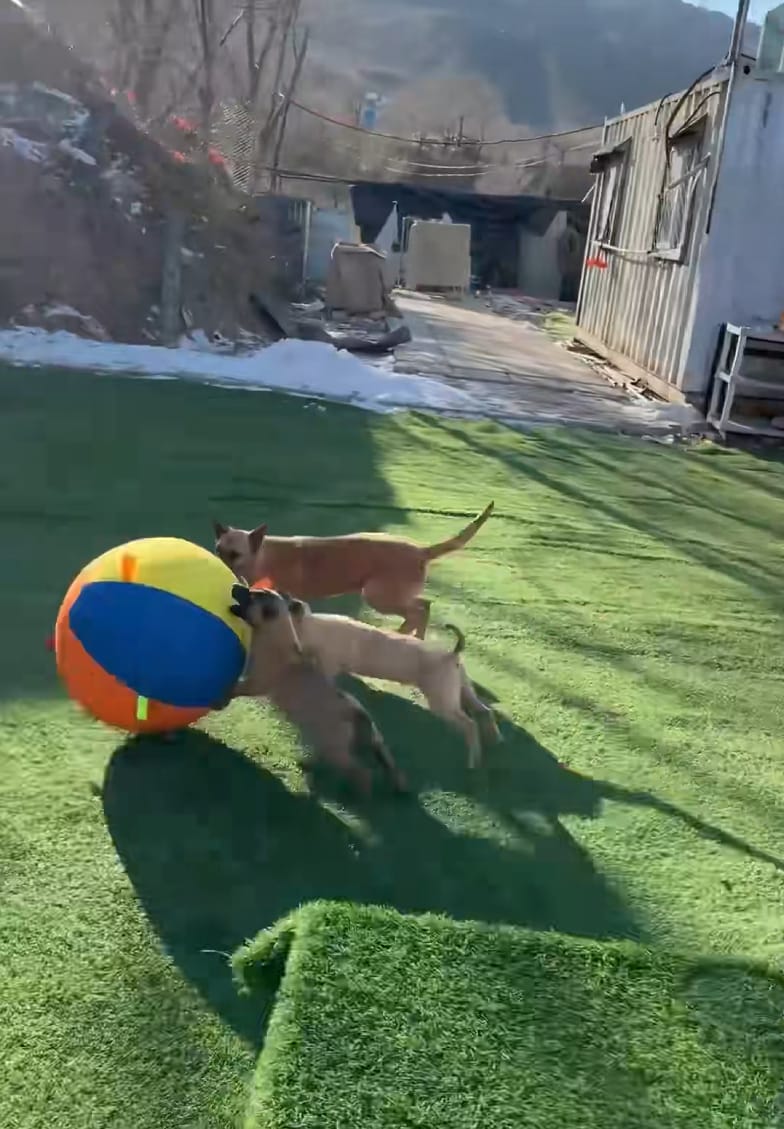 Customer photo review of Calming Jumbo Ball