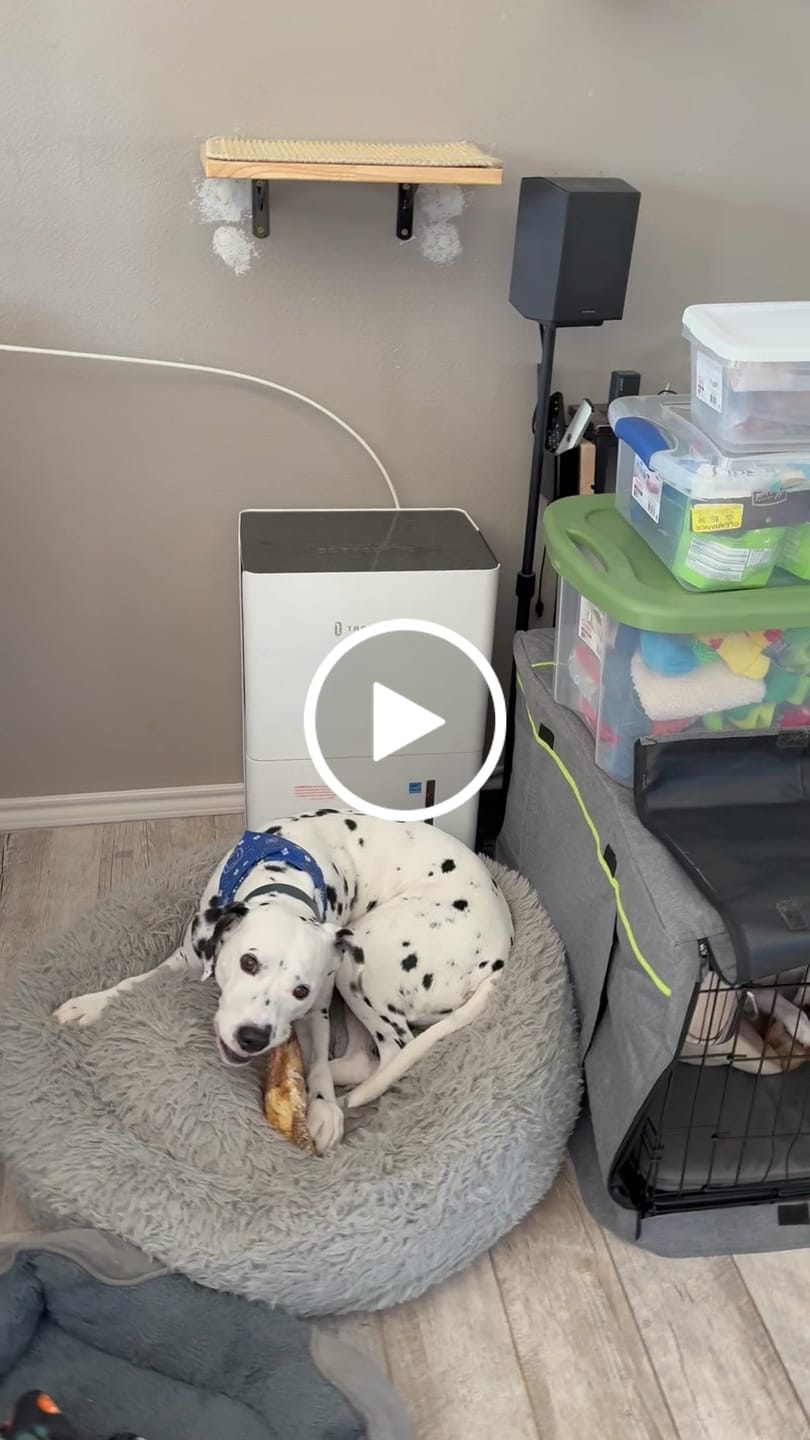 Customer video review of Chest Bone (11" x 6"x 3”): The Durable, Flavor-Packed Chew for Medium & Large Dogs